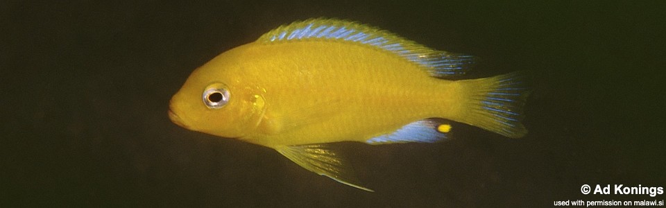 Maylandia barlowi 'Mbenji Island'<br><font color=gray>Metriaclima barlowi 'Mbenji Island'</font> 