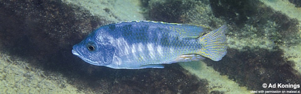 Mylochromis labidodon 'Mbenji Island'