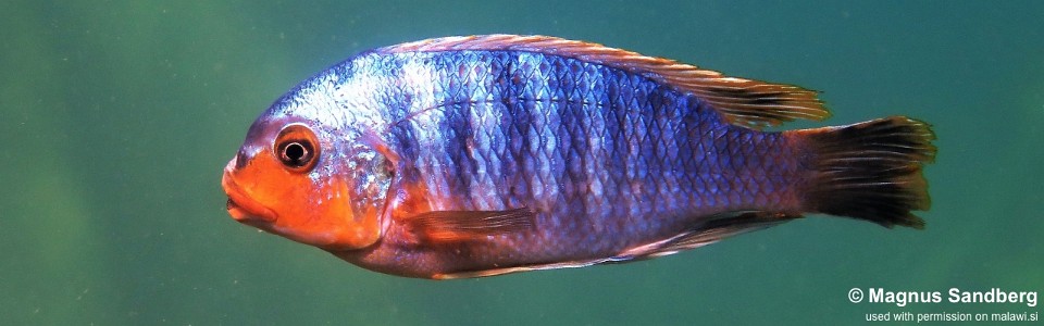 Petrotilapia sp. 'yellow chin' Mbenji Island