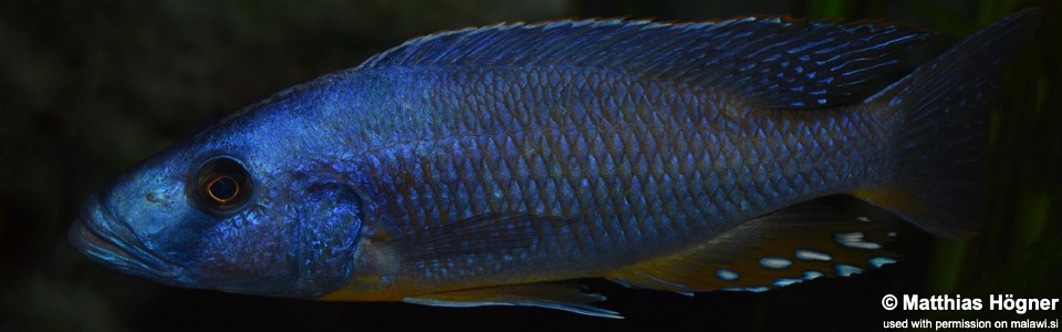 Tyrannochromis nigriventer 'Mbenji Island'