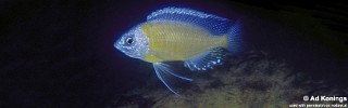 Copadichromis borleyi 'Mbenji Island'.jpg