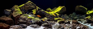 Lake Malawi Aquarium Setup.jpg